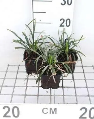 Produktbild von 6 x  Liriope musc. 'Ingwersen' - Lilientraube - Topf 9 x 9 cm
