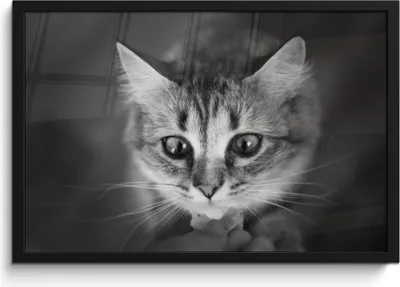 Produktbild von MuchoWow® MuchoWow® Gerahmtes Poster Tierprofil riechende Katze in schwarz und weiß 60x40 cm - Poster mit zchwarzem Bilderrahmen - Printing - Wanddeko Schlafzimmer