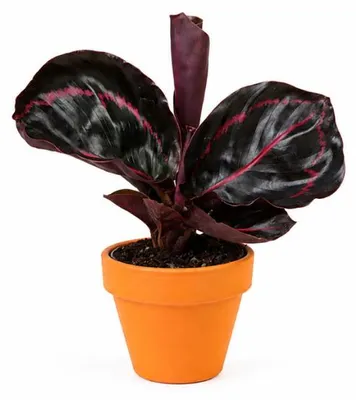 Obrázok produktu pre Calathea roseopicta 'Dottie' od spoločnosti Gardners, priemer 6-7 cm