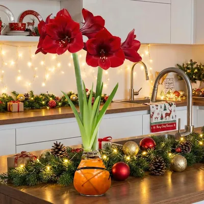 Immagine prodotto di Amaryllis in cera, varietà striata bianca - 2 bulbi di amaryllis - Bulbo di amaryllis in cera, formato grande (28/30) - Piante vere ed esclusive, provenienti dai Paesi Bassi - Hippeastrum (non semi, non artificiale)