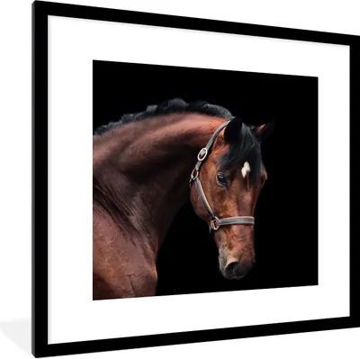 Produktbild von MuchoWow® Gerahmtes Poster Pferd - Halfter - Braun 40x40 cm - Poster mit Schwarzem Bilderrahmen Wandposter Rahmen Foto Bilder - Poster - Plakat im Rahmen