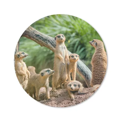 Produktbild von MuchoWow® Mauspad Mousepad Familie - Tiere - Erdmännchen 20x20 cm - Mousepads - Maus Mat - Pad - Mausunterlage - Schreibtischmatte