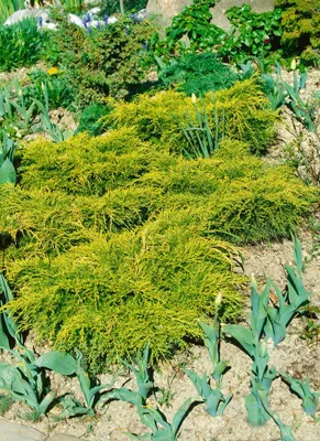 Produktbild von Juniperus chinensis 'Goldfern', Wacholder, goldgrün, 20–25 cm