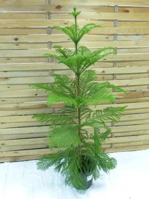 Produktbild von [Palmenlager] XL Araucaria heterophylla 140 cm - Norfolktanne - Zimmertanne // Zimmerpflanze