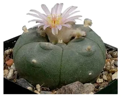 Produktbild von Lophophora williamsii, 15 Samen, Peyote, Ariocarpus