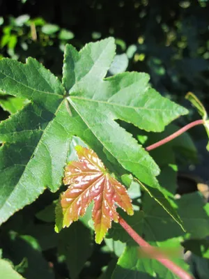 Produktbild von Liquidambar styraciflua Red Star - Amberbaum Red Star