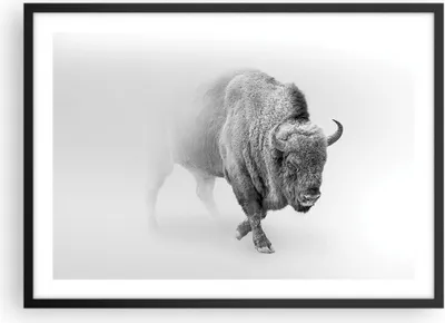 Produktbild von Gerahmtes Poster - Schwarzer Rahmen - Wisent Schwarzweiß Licht - 70x50 cm - Wand Bild - Wanddeko - Wandbilder - Kunstposter - Wandposter - Bilderrahmen - Bilder - Kunstdruck - P2BAA70x50-4418