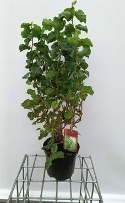 Produktbild von Corylus av. 'Twister' - Korkenzieher-Haselnuss Twister 40- 60 cm Container
