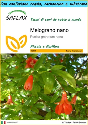 Immagine prodotto di SAFLAX Set regalo - Melograno nano - 50 semi - Punica