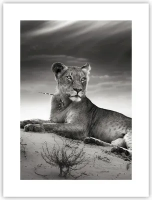 Produktbild von Poster - Poster ohne Rahmen - Tierwelt weiblich katze Tier - 30x40 cm - Wand Bild - Wanddeko - Wandbilder - Kunstposter - Wandposter - Bilder - Kunstdruck - Wanddekoration - Wandbild - P2XPA30x40-3165