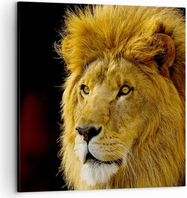 Produktbild von Bild auf Leinwand - Leinwandbild - Löwe Tiere Tierwelt - 50x50cm - Wand Bild - Wanddeko - Wandbilder - Leinwanddruck - Bilder - Kunstdruck - Wanddekoration - Leinwand bilder - Wandkunst - AC50x50-1237
