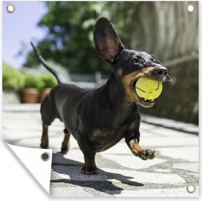 Produktbild von MuchoWow® 50x50 cm Outdoor-Poster Gartendeko Sichtschutz Garten Poster für den Garten  Ein schwarzer Dachshund mit einem Tennisball