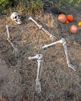 Produktbild von 5-tlg. Kunststoff Skelett als Halloween Deko für den Garten