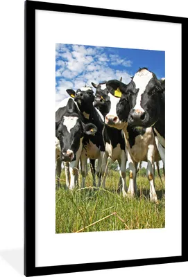 Produktbild von MuchoWow® Gerahmtes Poster Kühe - Gras - Wiese - Tiere 60x90 cm - Poster mit Schwarzem Bilderrahmen Wandposter Rahmen Foto Bilder - Dekoration - Wandposter Wohnzimmer - Hochwertig