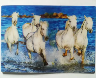 Produktbild von 3 D Ansichtskarte Camargue Pferde, Postkarte Wackelkarte Hologrammkarte, Tier Pferd Pony