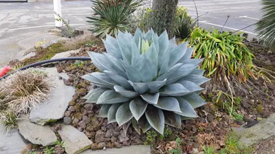 Image de Agave ovatifolia