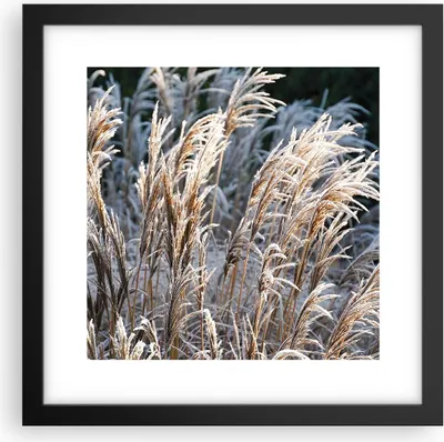 Produktbild von Gerahmtes Poster - Schwarzer Rahmen - Stock Ähren Boho - 30x30 cm - Wand Bild - Wanddeko - Wandbilder - Kunstposter - Wandposter - Bilderrahmen - Bilder - Kunstdruck - Wanddekoration - P2BAC30x30-4523