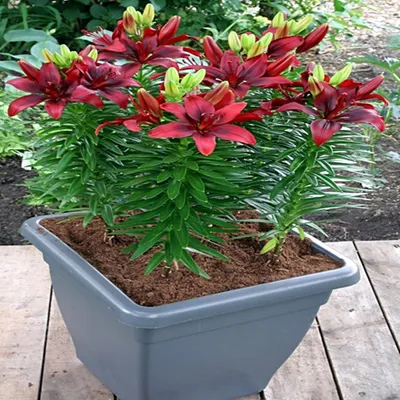 Produktbild von Lilien Zwiebeln Blumen Asiatische Niedrige Lilie Happy Love 1 St.