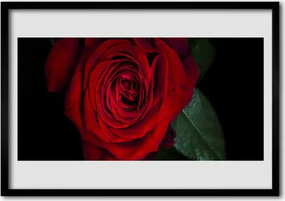 Produktbild von Bild 70x50 MDF-Rahmen Wandkunst Rose auf Wand