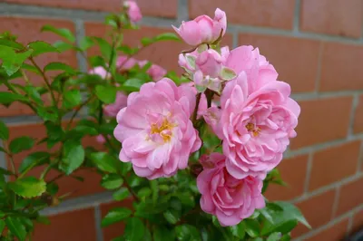 Produktbild von Rosa The Fairy Märchenhaft reich blühende Bodendecker Rose  im Topf, Anzahl:10 Stück