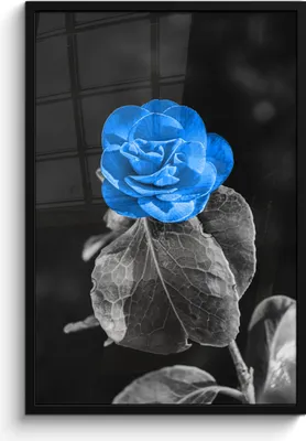 Produktbild von MuchoWow® MuchoWow® Gerahmtes Poster Blumen - Rose - Schwarz - Weiß - Blau 60x90 cm - Poster mit zchwarzem Bilderrahmen - Kunst