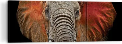 Produktbild von Bild auf Leinwand - Leinwandbild - 3 Teile - Elefant Rot Ohren - 120x40cm - Wand Bild - Wanddeko - Wandbilder - Leinwanddruck - Bilder - Wanddekoration - Leinwand bilder - Wandbild - CA120x40-4237
