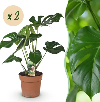 Image de Monstera Deliciosa - Plante en trou - Peu d'entretien - Vert - 2 Plantes - 50-55cm - Ø17cm - Plante d'intérieur - Vert persistant