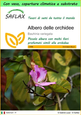Immagine prodotto di SAFLAX Garden to go - Albero delle orchidee - 8 semi - Bauhinia