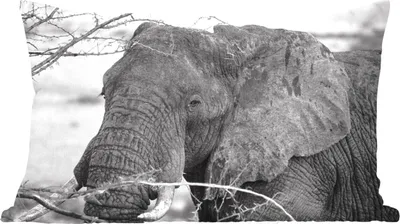 Produktbild von MuchoWow® Zierkissen Sofakissen Wohnzimmer Dekokissen 50x30 cm Elefant - Tiere - Äste - Natur - Schwarz und weiß - Wohnzimmerdekoration - Polster mit Photo