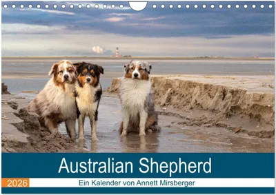 Produktbild von Australian Shepherd 2026 (Wandkalender 2026 DIN A4 quer), CALVENDO Monatskalender