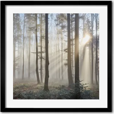 Produktbild von Bild - 50 cm x 50 cm - MDF - Rahmen, Wandkunst - Nebel im Wald