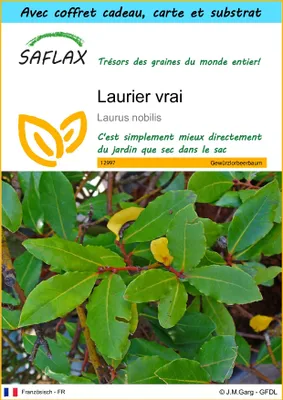 Image de SAFLAX Ensemble-cadeau - Laurier vrai - 6 graines - Laurus