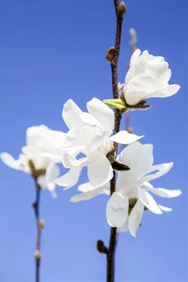 Produktbild von Magnolia stellata 'Waterlily', Sternmagnolie, weiß, 40–60 cm