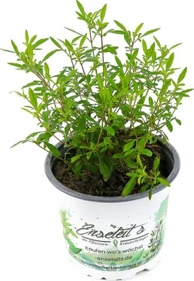 Produktbild von Enseleits Gewürztagetes Orange Gem, Tagetes tenuifolia, Kräuter Pflanze