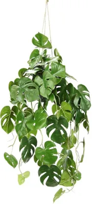 Immagine prodotto di Monstera: pianta rampicante, pianta da appartamento esotica in vaso con fiori bianchi e foglie grandi