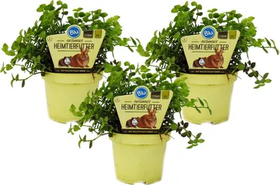 Image de Ensemble de 3 plantes alimentaires pour animaux de compagnie - Callisia repens - Nourriture vitale pour lapins, oiseaux d'ornement, reptiles, hamsters et cobayes