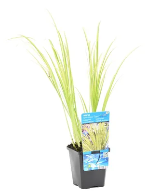 Zdjęcie produktu dla Bloomique - Acorus Ogon - Tatarak karłowaty - Roślina doniczkowa - Mrozoodporna - Wysokość 10-20 cm - Doniczka 9 cm