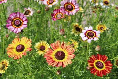 Produktbild von 500 Samen Wucherblume (Chrysanthemum carinatum) – Farbenfrohe Sommerblume für Garten & Balkon