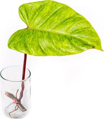 Obrázok produktu pre Gardners Philodendron Painted Lady - odrezky na zakorenenie