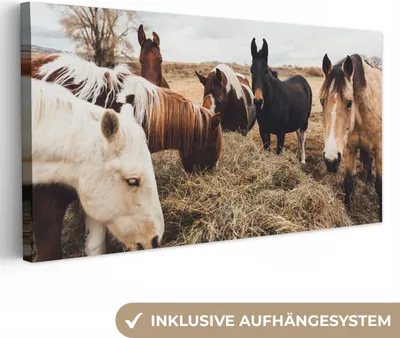 Produktbild von MuchoWow® - Leinwandbilder - Tiere - Pferd, Wandbild, Wanddeko Bilder Wohnzimmer, 40x20 cm