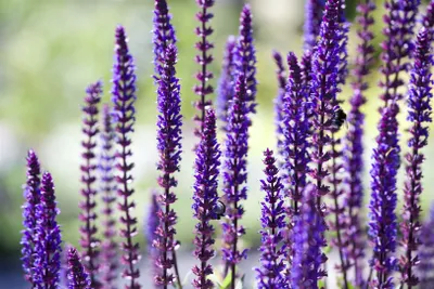 Zdjęcie produktu dla Salvia nemorosa 'Sensation Deep Blue', szałwia pikowana, ciemnoniebieska, doniczka ok. 9x9 cm