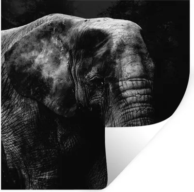 Produktbild von MuchoWow® Wandtattoo Wandsticker Wandaufkleber Elefant - Tiere - Schwarz - Weiß 30x30 cm Selbstklebend und Repositionierbar - Repositionierbar - Wasser abweisend