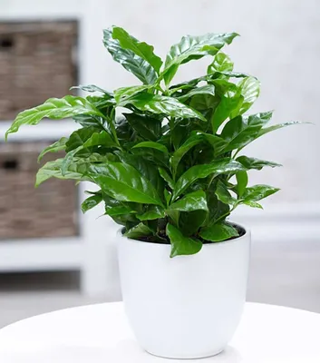 Produktbild von BALDUR Garten 1x Coffea arabica, Pflanze im 12 cm-Topf, Kaffeestrauch, die Blüten der Pflanze duften, jede Beere enthält 2 Kaffeebohnen, Zimmerpflanze, Grünpflanze, mehrjährig - frostfrei halten