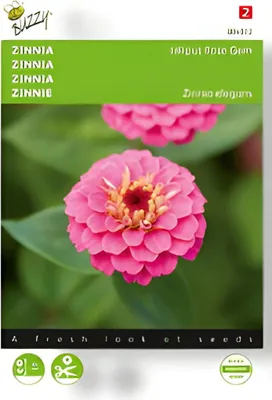 Produktbild von Zinnie Lilliput Rose Gem | Zinniensamen von Buzzy Seeds
