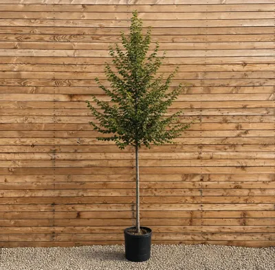 Produktbild von Hainbuche Hochstamm 200-250 cm, Stammumfang 6-8 cm - Carpinus betulus Hochstamm