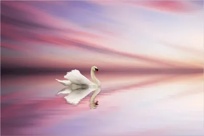 Produktbild von Wallario Poster - Weißer Schwan im rosafarbenen See, Kunstdruck Größe: 61 x 91,50 cm