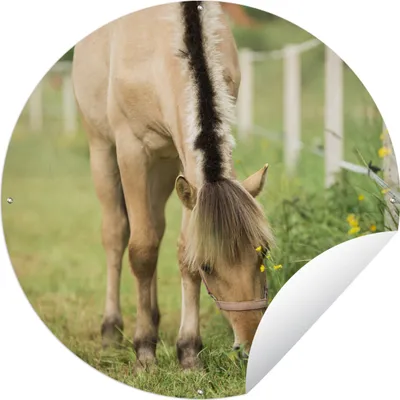Produktbild von MuchoWow® Gartenposter Outdoor-Poster Rund Porträt eines Fjordpferdes auf einer Wiese Ø 60 cm Gartendeko Rundes Poster draußen