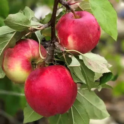 Three ripe apples hang from a branch with green leaves.