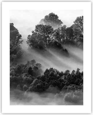 Produktbild von Poster - Poster ohne Rahmen - Schwarzweiß Bäume Nebel - 40x50 cm - Wand Bild - Wanddeko - Wandbilder - Kunstposter - Wandposter - Bilder - Kunstdruck - Wanddekoration - Wandbild - P2XPA40x50-4510