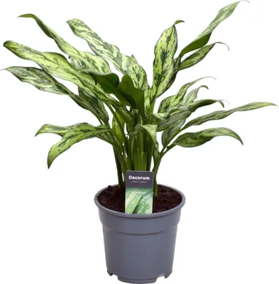 Immagine prodotto di Trendyplants - Aglaonema Juliette - Pianta d'appartamento - Altezza 30-50 cm - Dimensioni vaso Ø12cm